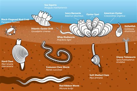  Xenophyophores: Burrowing Benthic Builders That Live a Remarkably Sedentary Lifestyle!