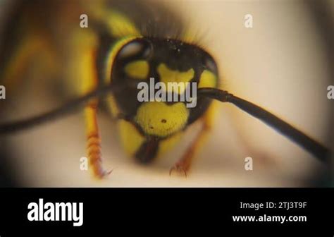 Yellowjacket Wasp! A Curious Stinging Insect With Unexpected Social Behaviors