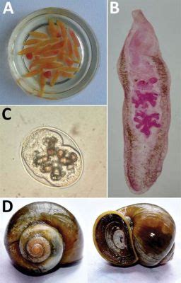  Youngionine! A Tiny Trematode With a Big Appetite for Snail Slime